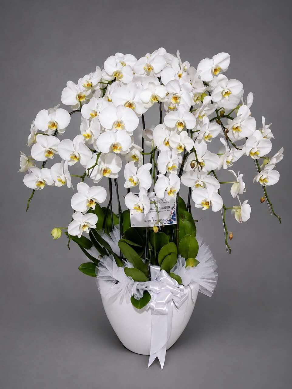 Alba Orchidea — foto 1